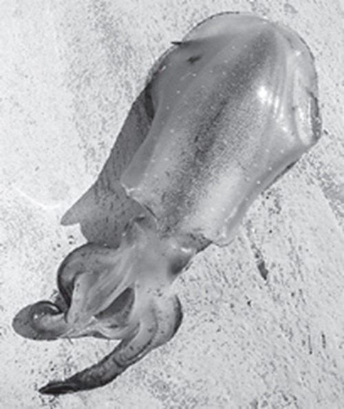 アオリイカの写真