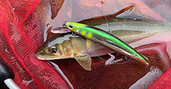 魚とルアーのアップ写真