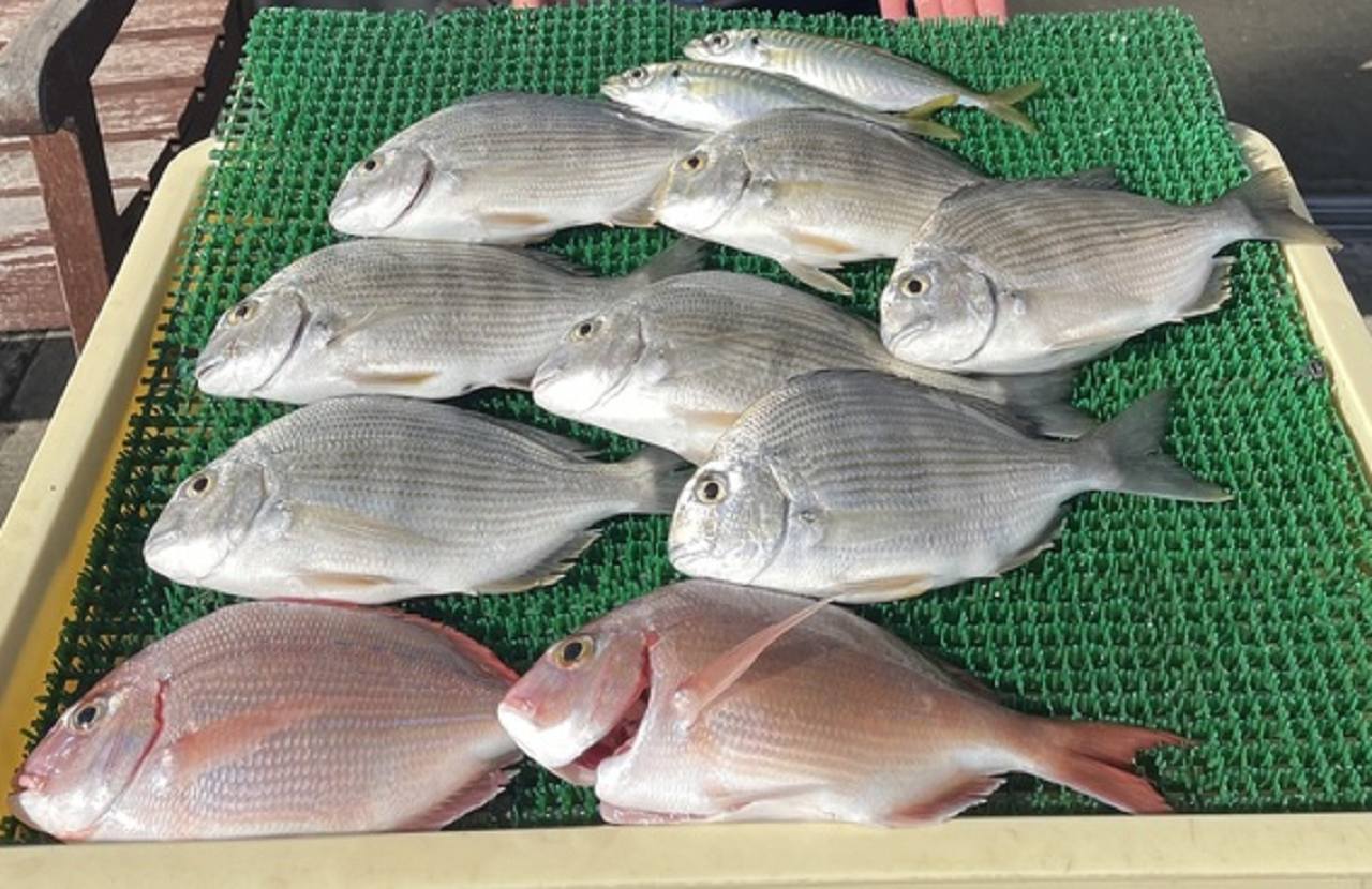 【釣果速報】神奈川県庄治郎丸で多彩な魚種がお目見え！イナダ・アマダイ・アジなど良型続々の好釣果！