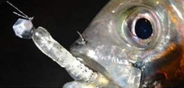 魚とルアーのアップ写真