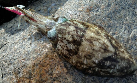 イカとエギのアップ写真