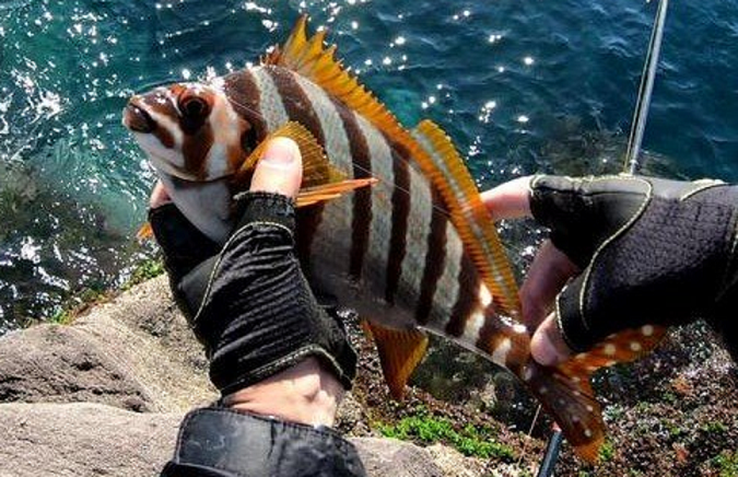 魚のアップ写真