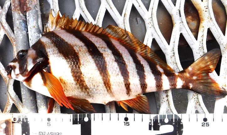 魚のアップ写真