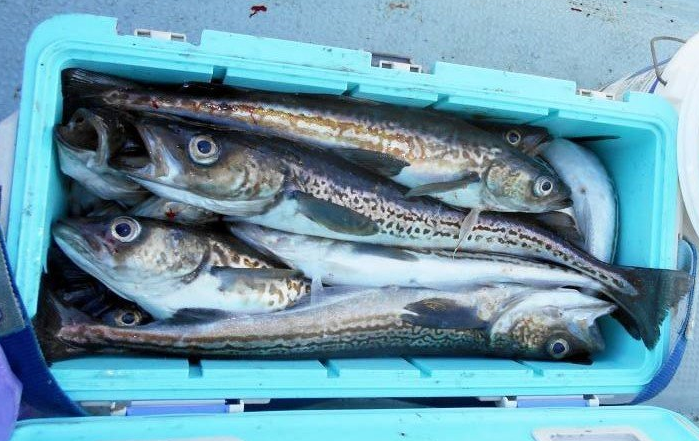 魚のアップ写真