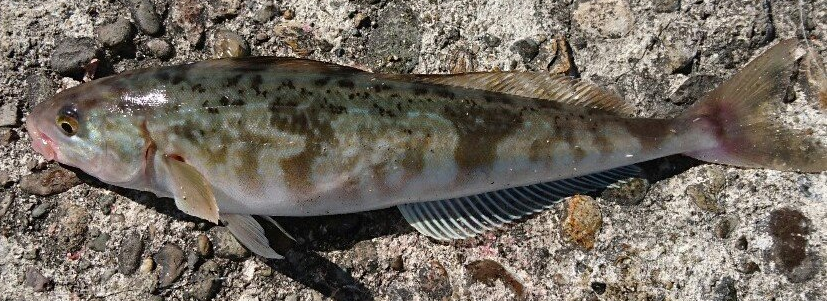 魚のアップ写真