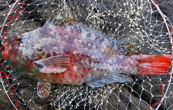 魚のアップ写真