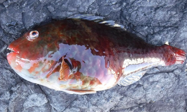 魚のアップ写真