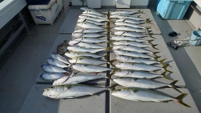 【釣果速報】風にも負けずクーラー満タンにヒラマサやハマチをゲット！長崎県大吉丸で青物天国へGO！