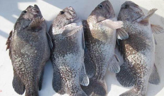 魚のアップ写真