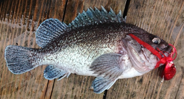 魚とルアーのアップ写真