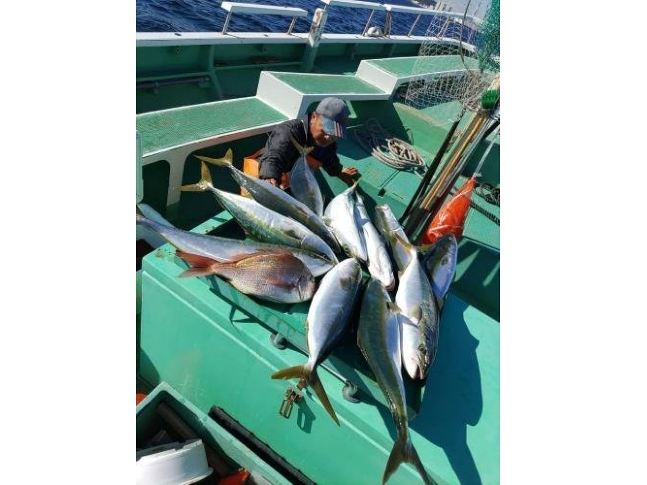 【釣果速報】神奈川県瀬戸丸で最大4.20kgのワラサ、大物ゲット！竿頭11匹！青物好調！この勢いに今すぐ乗ろう！