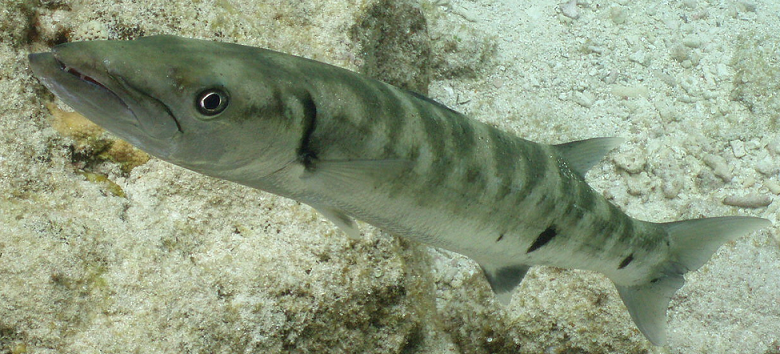 魚のアップ写真