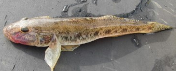 魚のアップ写真