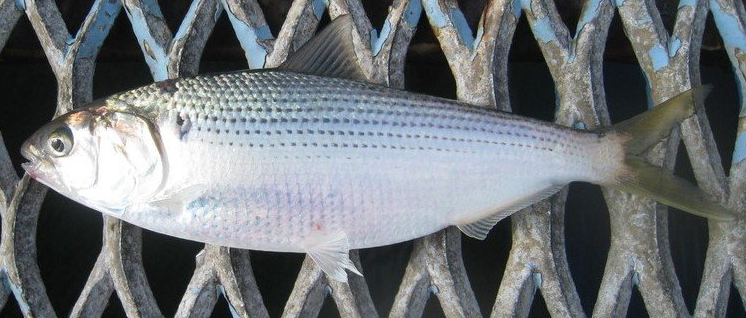 魚のアップ写真