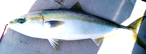 魚のアップ写真