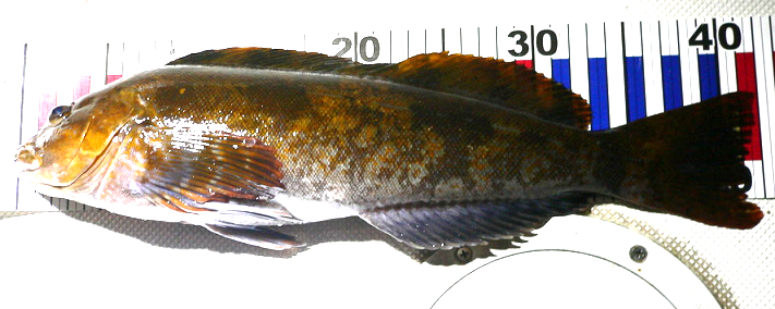 魚のアップ写真