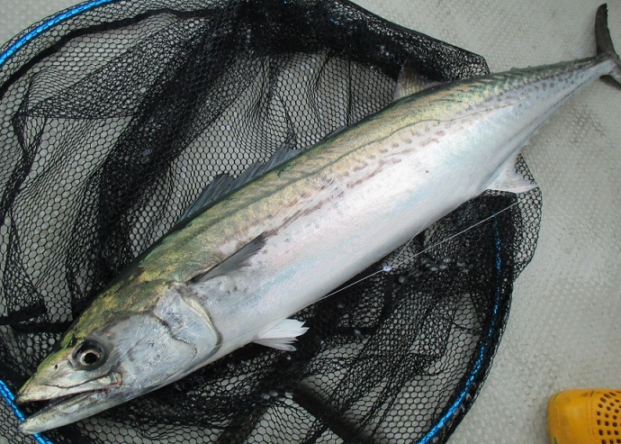 魚のアップ写真