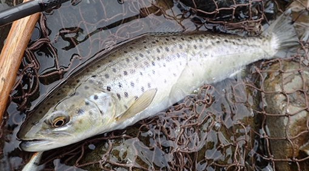 魚のアップ写真