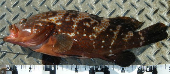 魚のアップ写真