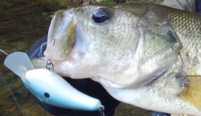 魚とルアーのアップ写真