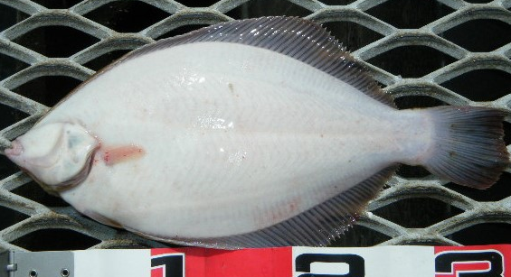 魚のアップ写真