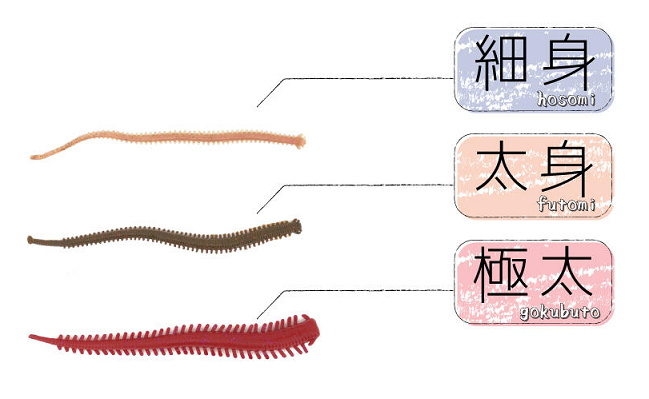 ワームのアップ写真