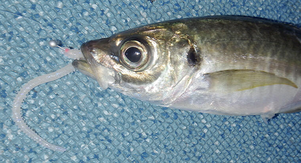 魚とワームのアップ写真