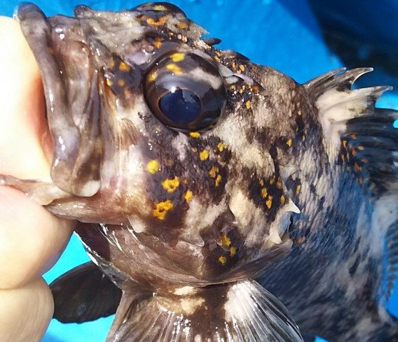 魚のアップ写真