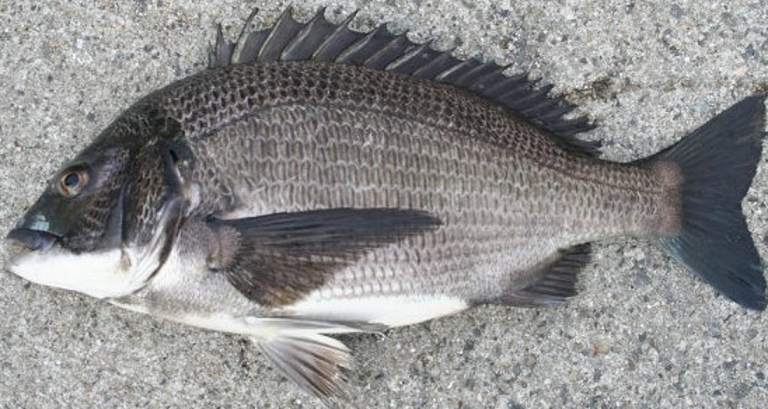 魚のアップ写真