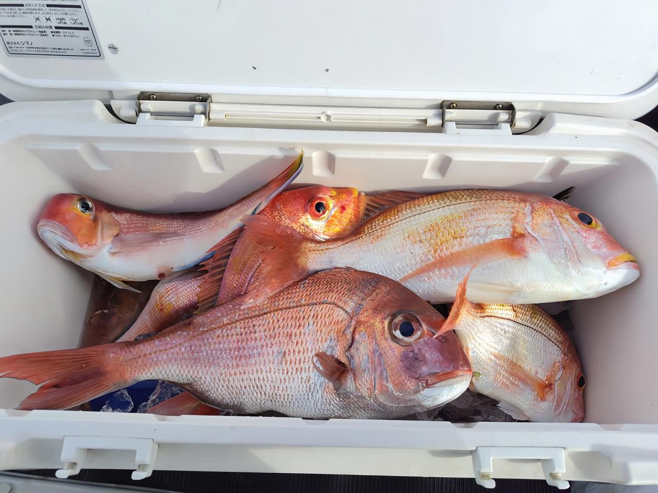 【釣果速報】神奈川県はじめ丸で1.6kgの良型マダイをキャッチ！アマダイのアタリも好調！人気者を一気にゲットできるリレー船が今、大人気！