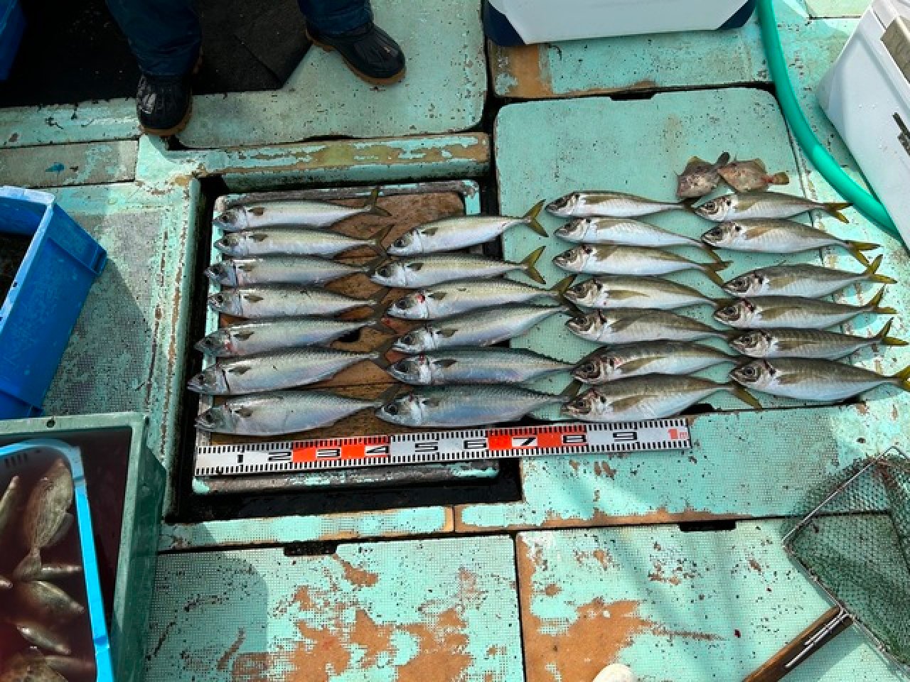 【釣果速報】43cmのメガアジを筆頭に良型アジ続々上がる!質も味も大満足の釣りがしたいなら和歌山県角漁丸一択!