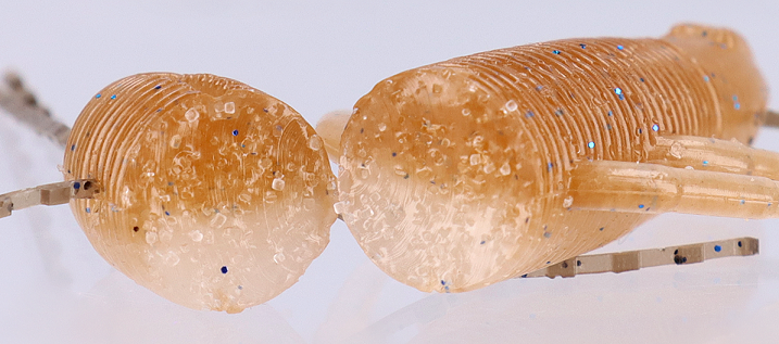 ワームの断面写真