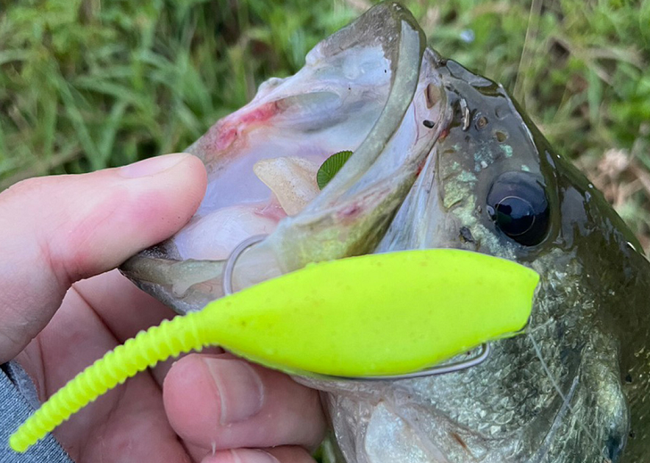 魚とワームのアップ写真