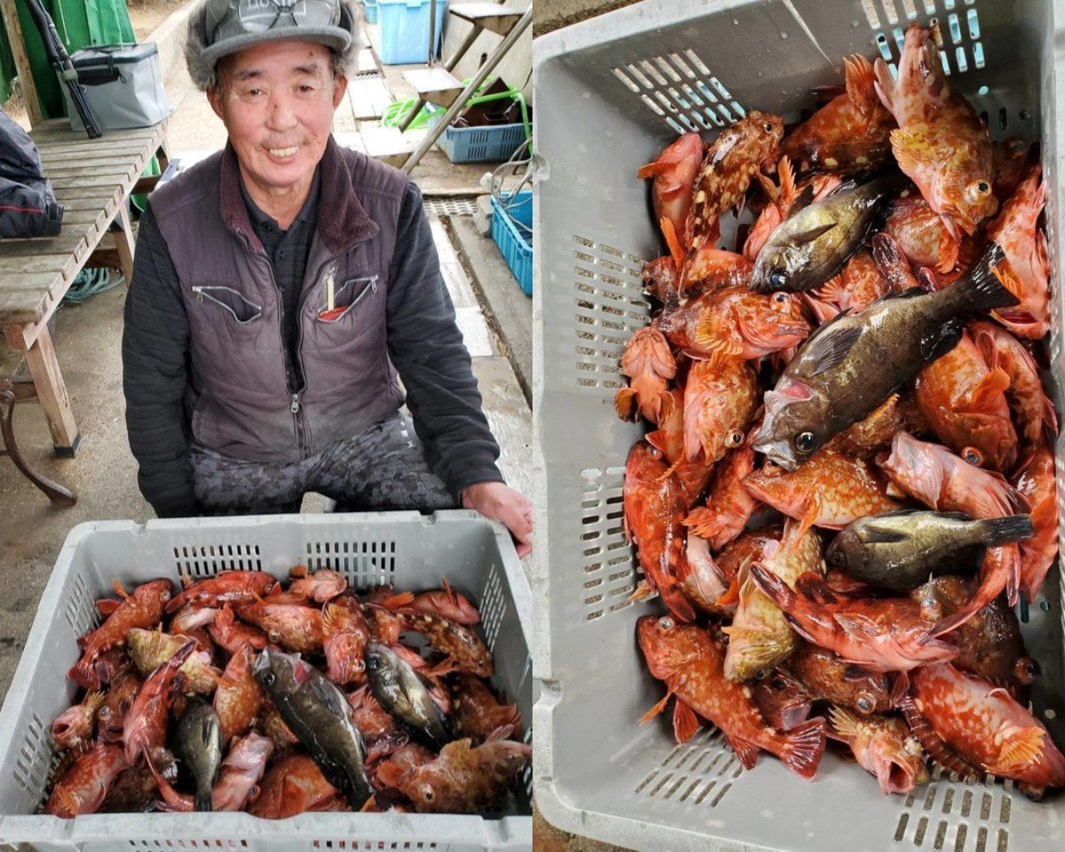 【釣果速報】兵庫県釣り船 名田屋で高級魚ガシラ・メバルが順調に上がる！トップは41匹！ポイントを知り尽くす船長はお客さんからの信頼絶大！