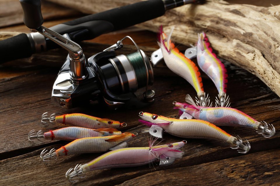 エギング　写真　アオリイカ