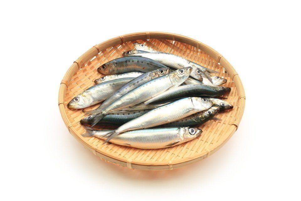 イワシ　写真　アオリイカ