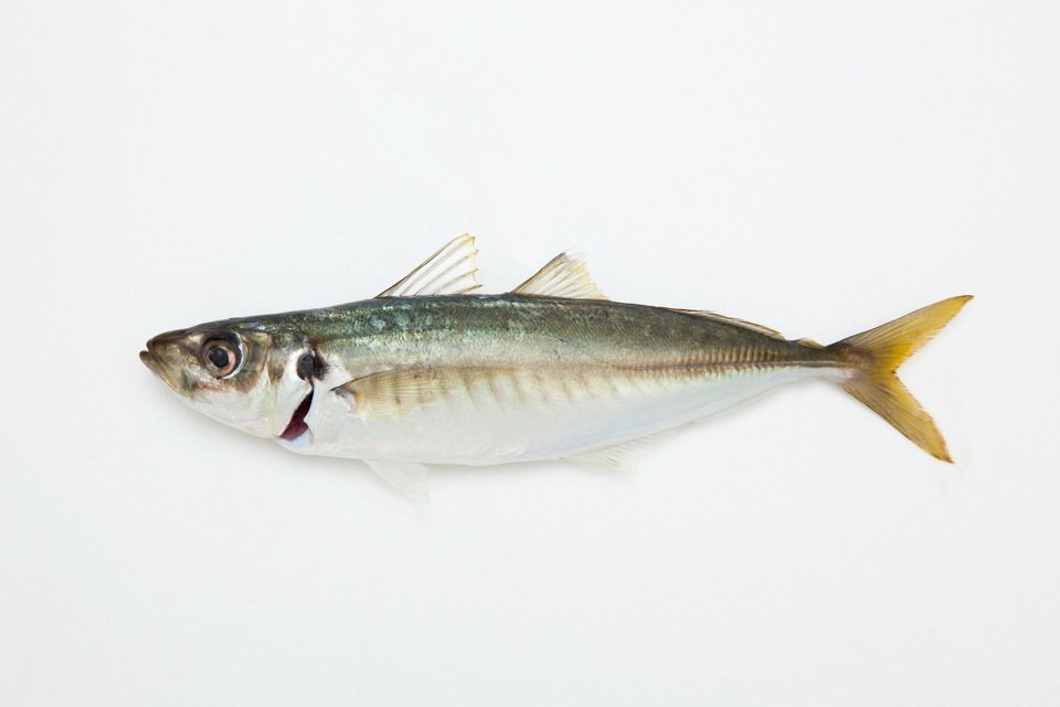 マルアジ　写真