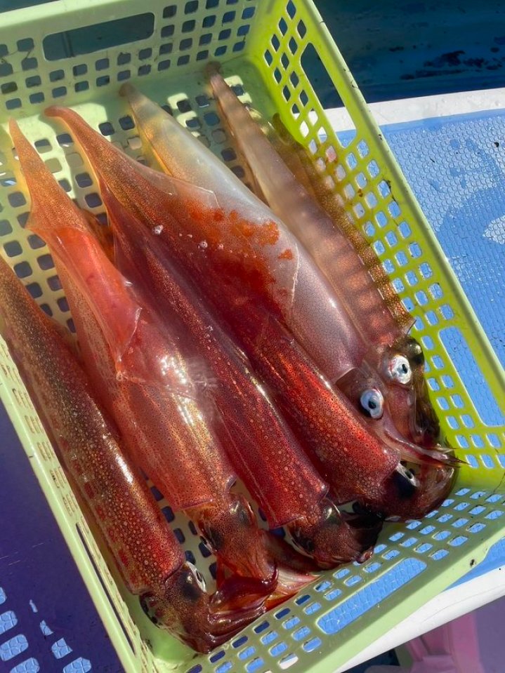 【釣果速報】ヤリイカが終日ヒット！神奈川県島きち丸に乗船して憧れの高級イカを釣りに行こう！
