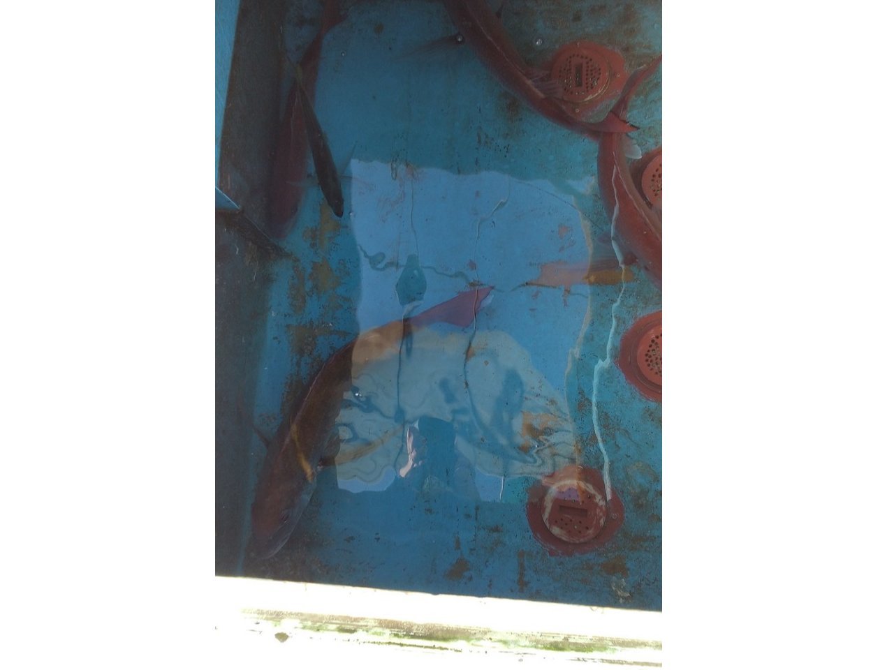 【釣果速報】和歌山県一栄丸で食べ頃サイズの良型61cmマダイ上がる!大型マダイを狙いたいなら今がチャンス!