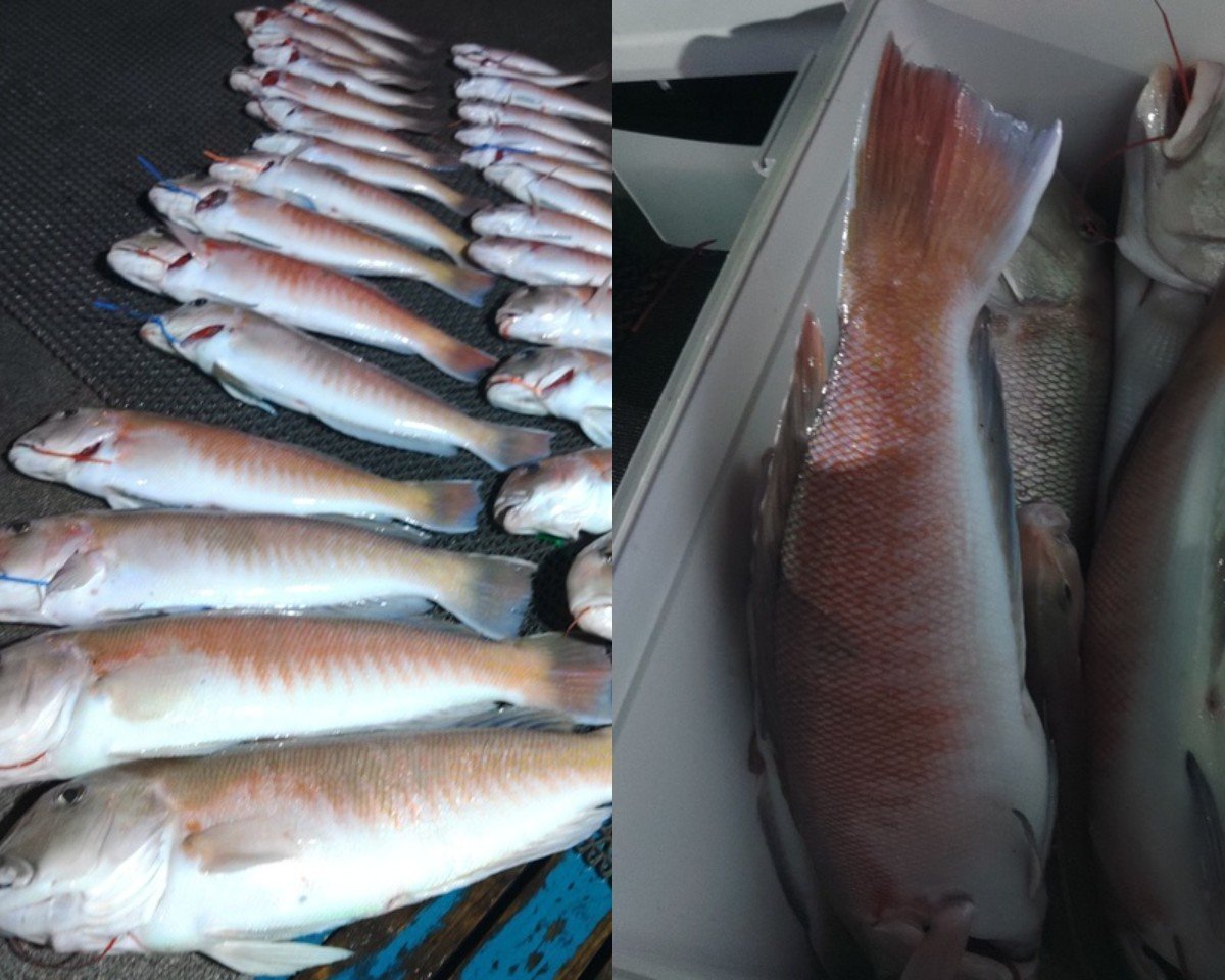 【釣果速報】和歌山県heyheyshipで最大56cmのデカシロアマダイGET！幻の高級魚シロアマダイも上がりめでたい「紅白」が完成！