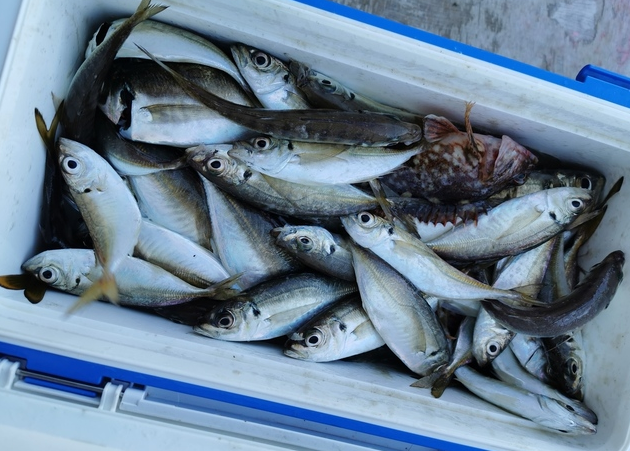 魚のアップ写真