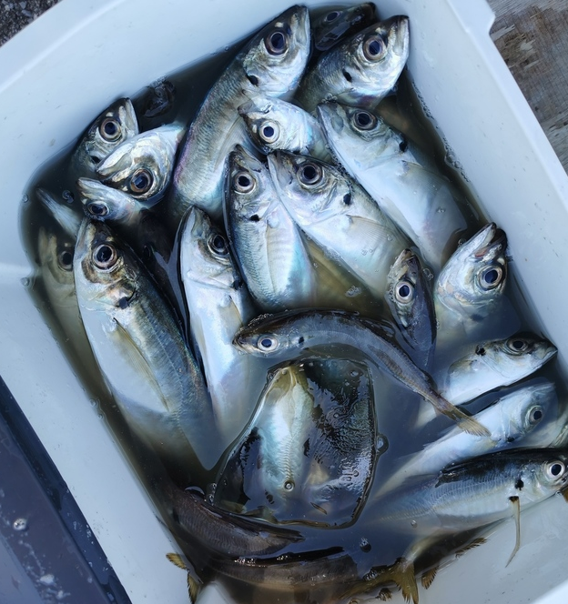 魚のアップ写真