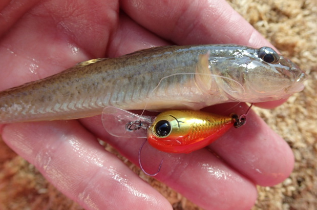 魚とルアーのアップ写真