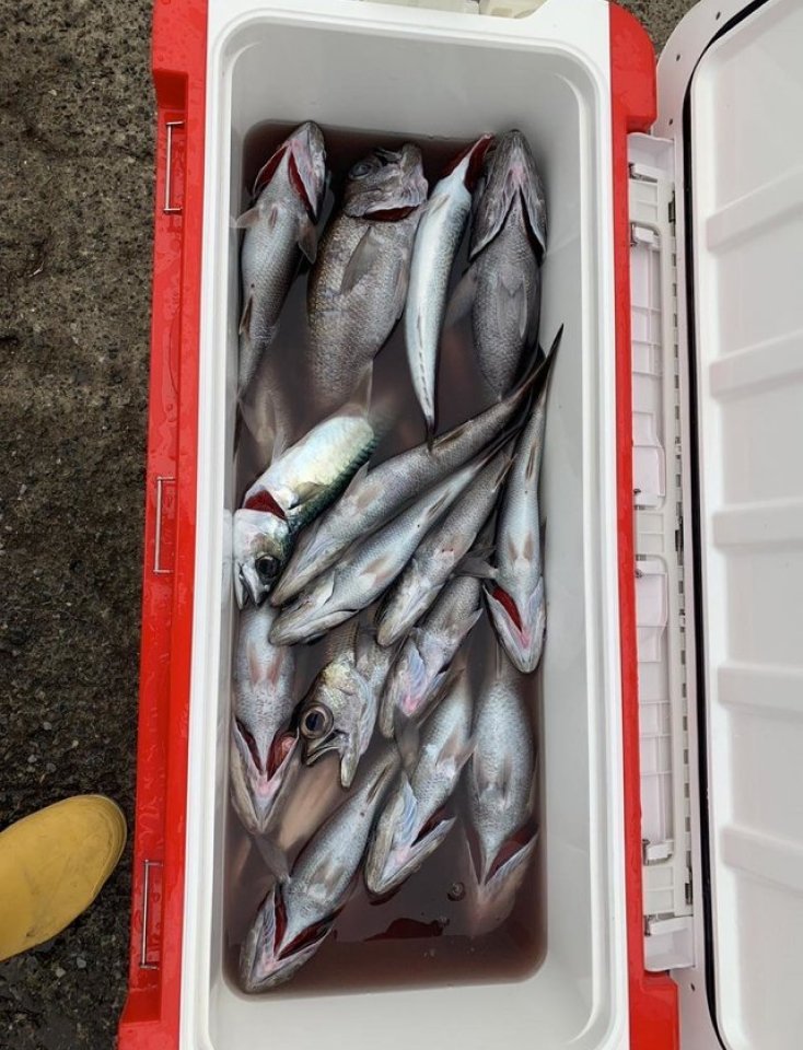 【釣果速報】神奈川県松雄丸で1㎏の良型のムツをGET！憧れの超高級魚をあなたも釣ってみませんか？