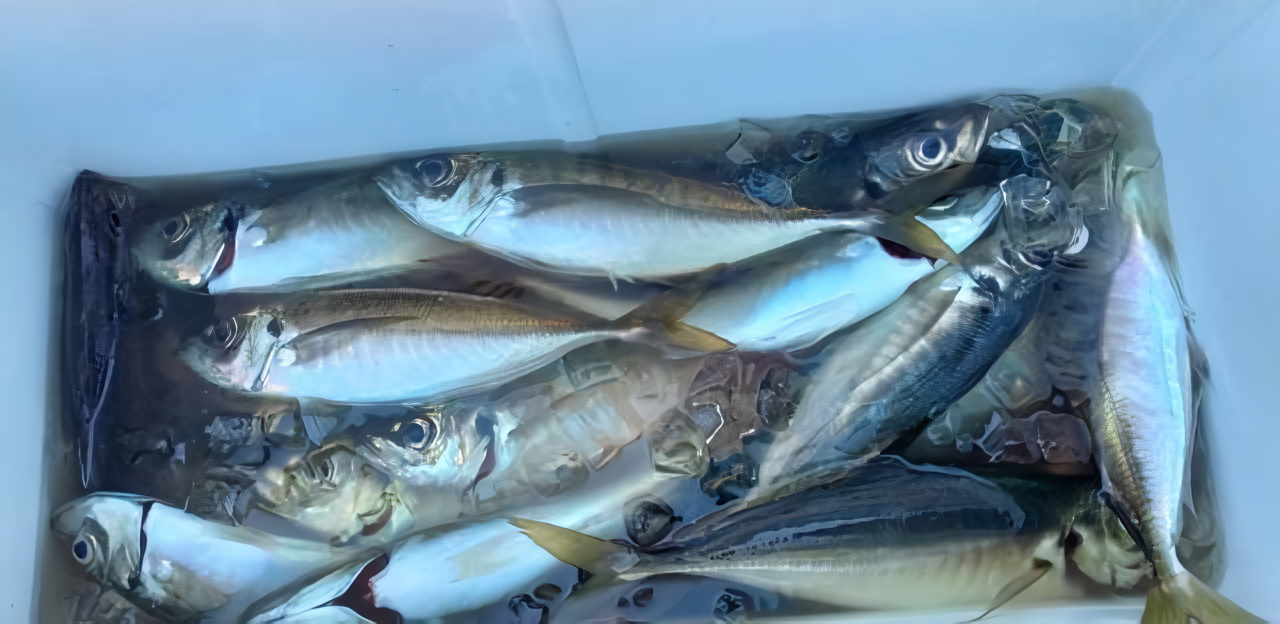 【釣果速報】神奈川県島きち丸で今日もギガアジ釣れる！釣り人憧れの巨大アジを狙うなら今すぐ乗船予約をしよう！