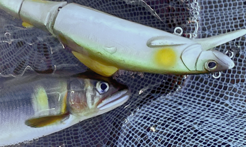 魚とルアーのアップ写真