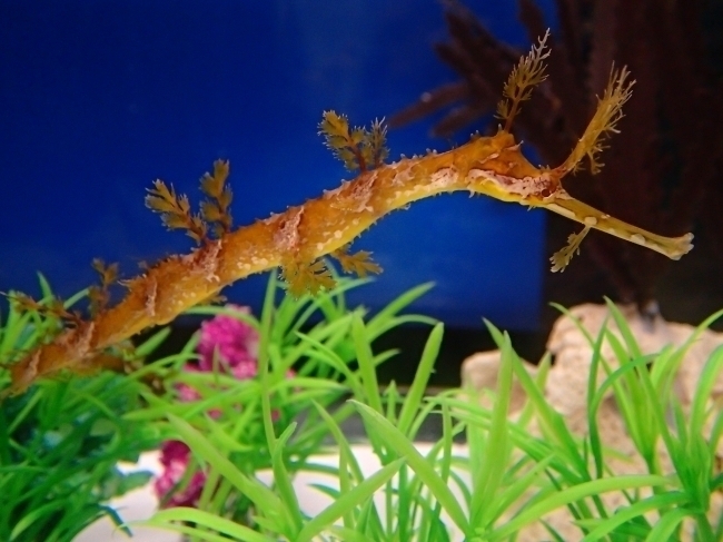日本初!超珍しいタツノオトシゴの仲間「リボンドパイプフィッシュ」をサンシャイン水族館が展示開始!