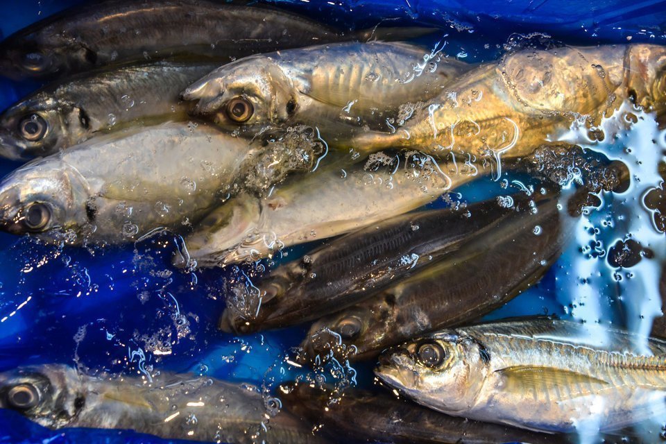 氷水 アジ 締め方 写真