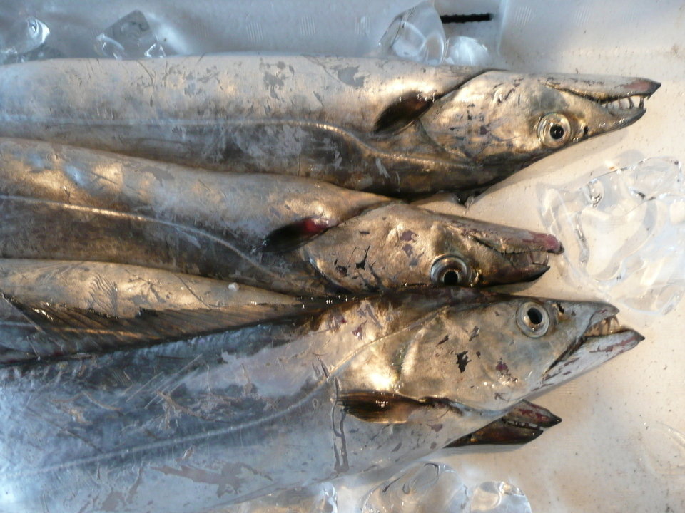 タチウオをルアーで釣りたい!簡単な釣り方ってあるの?オススメ人気ルアー・動画はこちら!