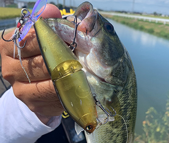 魚とルアーのアップ写真
